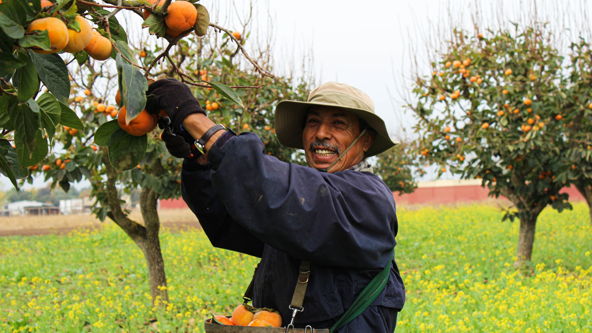 Farmer picking fruit from a tree