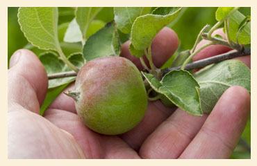 Why It's Good — apples