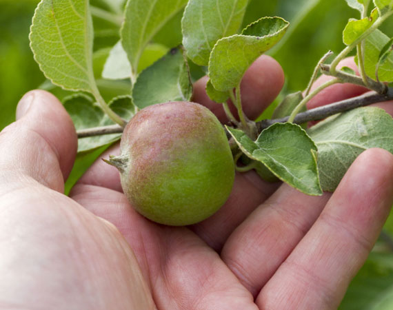 Organic and pesticide free apples